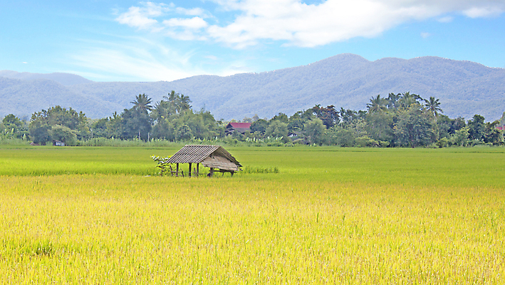 포토 JPG 해외이미지 식물 외관 아시아 지구 백그라운드 잎 농업 태국 자연 하늘 밥 동양인 풍경 사람없음 야외 초록색 물 파란색 농작물 컬러풀 농장 노란색 정원 수확 가을 흰색 나뭇가지 시골 시리얼 파란배경 동쪽 산기슭 내추럴 논밭 밭일 숙성 해외202004 해외포토 자연요소 나무 계절 나라 산업 음식 컬러 밭 산 논 인종 방향 생태계 파일형식 이미지허브