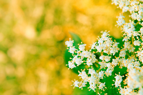 포토 JPG 해외이미지 식물 꽃 유럽 음식 백그라운드 잎 꽃무늬 밭 자연 사람없음 야외 초록색 여름 노란색 정원 주스 봄 벚꽃 흰색 나뭇가지 개화 작음 허브 내추럴 깊이 해외202004 해외포토 나무 계절 나라 음료 컬러 무늬 농업 크기 생태계 파일형식 이미지허브