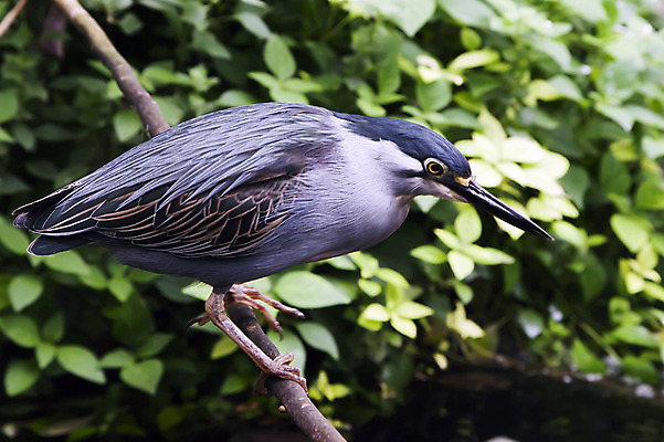 포토 JPG 해외이미지 동물 야생동물 조류 사람없음 초록색 물 작음 왜가리 남쪽 해외202004 해외포토 자연요소 컬러 크기 방향 파일형식 이미지허브
