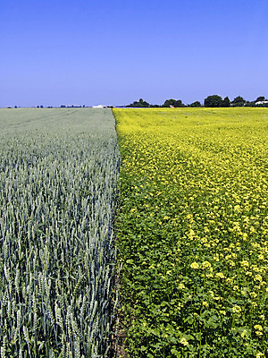 포토 JPG 해외이미지 식물 꽃 산업 선 밭 농업 채소 자연 하늘 풍경 사람없음 초록색 파란색 농작물 농장 농경지 노란색 환경 정원 맑음 에너지 개화 큼 낟알 땅 밀 언덕 연료 내추럴 땅바닥 바이오 밭일 생태학 숙성 심기 줄서기 수평선 해외202004 해외포토 교육 컬러 모션 날씨 곡류 바닥 크기 생태계 파일형식 이미지허브