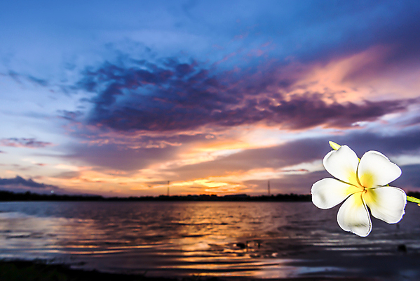 포토 JPG 해외이미지 나무 식물 디자인 공원 꽃잎 꽃 선 백그라운드 꽃무늬 자연 휴식 사람없음 야외 목재 장식 초록색 여름 노란색 스파 일몰 젖음 수확 벚꽃 흰색 신선 떨어짐 심볼 향기 냄새 아로마 향 내추럴 고립 블러 샤워실 아열대 엘리먼트 이국적 알로하 해외202004 해외포토 계절 공공시설 컬러 컨셉 무늬 농업 재료 노을 인사 생태계 샤워시설 파일형식 이미지허브