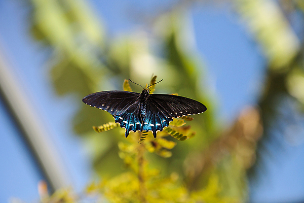 포토 JPG 해외이미지 식물 야생동물 나비 곤충 날개 자연 사람없음 정원 변태 해외202004 해외포토 동물 생태계 파일형식 이미지허브