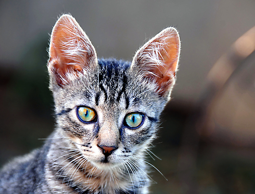 포토 JPG 해외이미지 동물 학생 응시 남자 어린이 포유류 자연 수염 털 사람없음 야외 파란색 반려동물 노란색 고양이 손상 회색 흰색 관찰 오픈 기다림 작음 큼 손목시계 검색 코 귀 관심 심각 주목 해외202004 해외포토 시선 시계 컬러 컨셉 장신구 모션 사람 신체부위 크기 생태계 파일형식 이미지허브