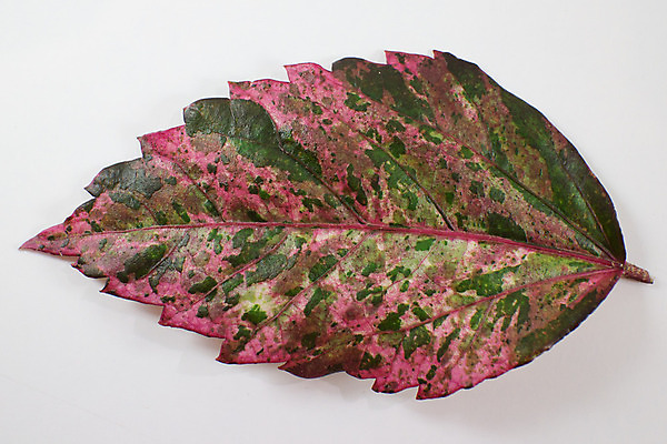 포토 JPG 해외이미지 식물 꽃잎 꽃 백그라운드 잎 꽃무늬 태국 자연 프레임 사람없음 장식 초록색 여름 장미 노란색 우주 정원 중국 활발 벚꽃 닫기 큼 심볼 오브젝트 아욱 이국적 히비스커스 해외202004 해외포토 계절 아시아 컬러 컨셉 무늬 모션 크기 생태계 파일형식 이미지허브