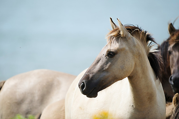 포토 JPG 해외이미지 구름 자연 사람없음 물 여름 강 가축 그룹 네덜란드 광택 망아지 해외202004 해외포토 자연요소 동물 계절 유럽 새끼 말_동물 생태계 파일형식 이미지허브