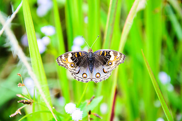 포토 JPG 해외이미지 나비 곤충 날개 자연 사람없음 여름 노란색 정원 침묵 고요 봄 우아함 달콤 숲 거인 해외202004 해외포토 동물 계절 컬러 컨셉 소리 맛 생태계 파일형식 이미지허브