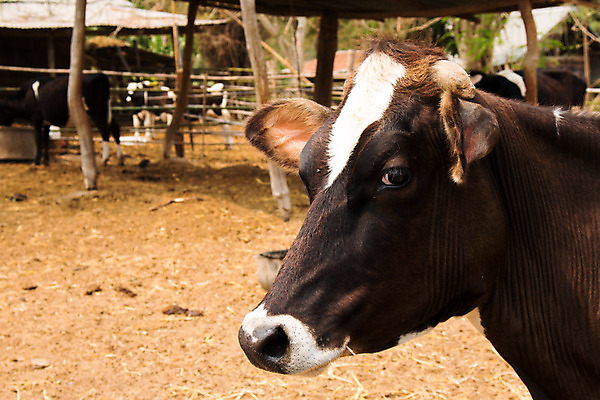 포토 JPG 해외이미지 동물 백그라운드 밭 농업 자연 하늘 뿔 육류 사람없음 초록색 농장 농경지 검은색 가축 소고기 우유 흰색 시골 점 소 군중 먹이 방목 황소 젖 송아지 외양간 기르기 밭일 찰과상 해외202004 해외포토 산업 새끼 컬러 식재료 포유류 유제품 사람 축산업 상처 생태계 돌봄 파일형식 이미지허브