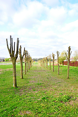 포토 JPG 해외이미지 나무 계절 공원 백그라운드 잎 자연 풍경 사람없음 초록색 빛 컬러풀 햇빛 환경 맑음 봄 새벽 숲 내추럴 해외202004 해외포토 자연요소 식물 공공시설 컬러 날씨 태양 생태계 파일형식 이미지허브
