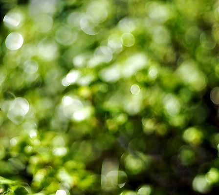 포토 JPG 해외이미지 식물 디자인 계절 공원 백그라운드 잎 벽지 아침 추상 경사 사람없음 야외 아웃포커스 초록색 빛 컬러풀 태양 정원 맑음 봄 새벽 활발 안개 신선 소프트포커스 질감 보케 에메랄드 부드러움 내추럴 블러 생태학 효과 해외202004 해외포토 주간 자연요소 공공시설 교육 컬러 컨셉 무늬 날씨 촬영기법 감각 보석 파일형식 이미지허브