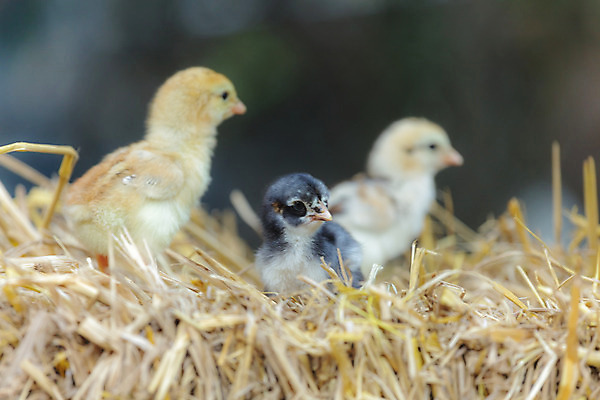 포토 JPG 해외이미지 식물 동물 디자인 계절 공원 꽃 백그라운드 잎 밭 노래 가족 자연 조류 추상 부활절 새로움 병아리 미술 풍경 사람없음 초록색 여름 빛 컬러풀 태양 정원 맑음 치킨 놀람 아기 신선 그룹 만족 내추럴 해외202004 해외포토 자연요소 공공시설 기념일 감정 음악 컬러 컨셉 무늬 농업 관계 날씨 문화예술 표정 사람 생태계 닭고기요리 파일형식 이미지허브