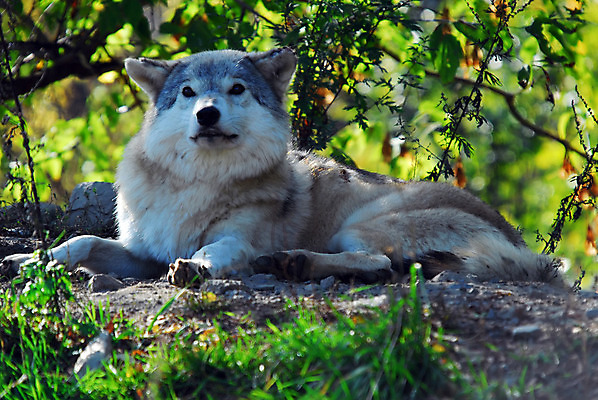 포토 JPG 해외이미지 동물 포유류 자연 털 사람없음 회색 황금 개 은색 숲 경계 육식동물 솜털 늑대 송곳니 수목 해외202004 해외포토 컬러 치아 생태계 파일형식 이미지허브