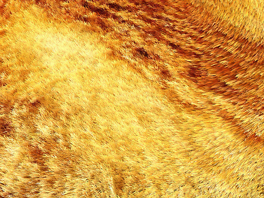 포토 JPG 해외이미지 동물 디자인 야생동물 조각 백그라운드 패턴 자연 털 따뜻함 사람없음 장식 빨간색 갈색 노란색 유행 줄무늬 코트 흰색 보호 모피 피부 언덕 질감 꼬리 사냥 여우 내추럴 동물상 이국적 스타일 해외202004 해외포토 컬러 컨셉 무늬 포유류 신체부위 조형물 외투 생태계 파일형식 이미지허브