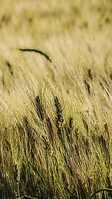 포토 JPG 해외이미지 식물 산업 선 음식 농업 자연 날씨 휴식 요리 사람없음 세로 햇빛 농장 노란색 힘 봄 활발 에너지 수확 성장 시골 시간 업무 그룹 황금 시리얼 밀 날카로움 귀 밀가루 성분 영양분 탄수화물 완전 해외202004 해외포토 계절 컬러 컨셉 곡류 신체부위 태양 작업 가루 생태계 파일형식 이미지허브