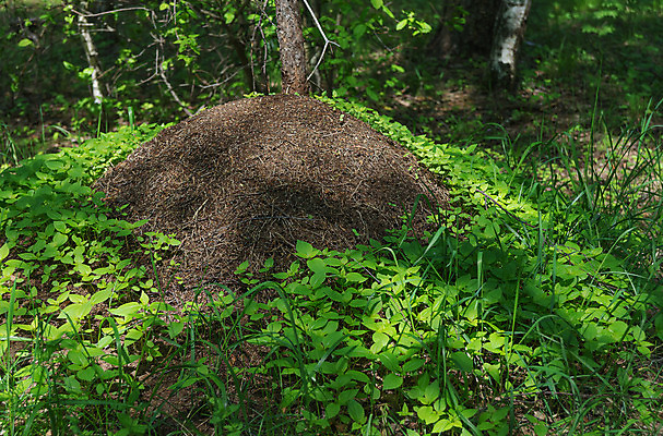 포토 JPG 해외이미지 나무 식물 동물 야생동물 곤충 잎 자연 협력 노동자 주택 협상 사람없음 야외 건물 목재 초록색 햇빛 쌓기 환경 봄 작업 해충 숲 큼 언덕 커뮤니티 개미 흙더미 삼림지대 식민지 해외202004 해외포토 직업 건축물 계절 컬러 비즈니스 재료 모션 태양 흙 벌레 크기 생태계 파일형식 더미 이미지허브