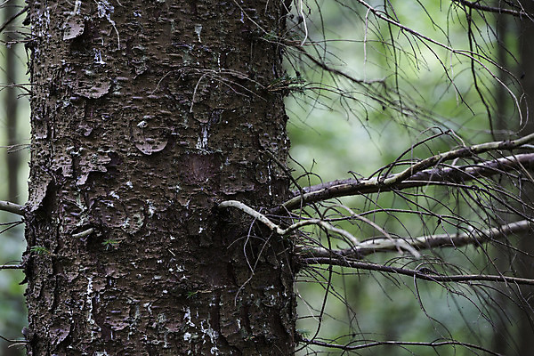 포토 JPG 해외이미지 나무 식물 자연 사람없음 환경 나뭇가지 소나무 거친 보호 숲 묘사 질감 나무껍질 상록수 침엽수 서식지 전나무 삼림지대 해외202004 해외포토 컨셉 껍질 생태계 파일형식 이미지허브
