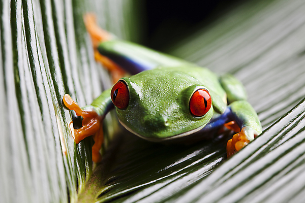 포토 JPG 해외이미지 주간 한마리 야생동물 잎 양서류 사람없음 야외 청개구리 해외202004 해외포토 자연요소 식물 동물 1 개구리 파일형식 이미지허브