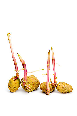 포토 JPG 해외이미지 식물 문화 음식 줄기 농업 자연 감자 서기 사람없음 농작물 새싹 봄 성장 닫기 흰배경 유기농 생물학 내추럴 개발 고립 총쏘기 세련 해외202004 해외포토 웰빙 계절 교육 산업 백그라운드 채소 모션 흰색 생태계 파일형식 이미지허브