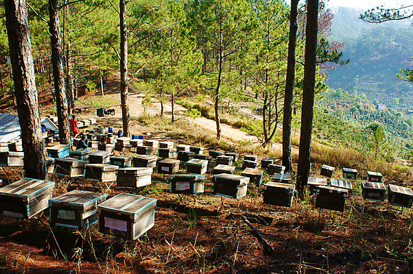 포토 JPG 해외이미지 나무 동물 아시아 음식 백그라운드 농업 자연 세포 건강 그림자 동양인 풍경 사람없음 여름 컬러풀 햇빛 약 노란색 작업 그룹 달콤 그늘 벌 먹기 탱크 베트남 꿀 벌집 밀랍 양봉 왁스 해외202004 해외포토 식물 계절 나라 산업 컬러 곤충 의학 모션 인종 태양 동남아시아 맛 생태계 파일형식 이미지허브