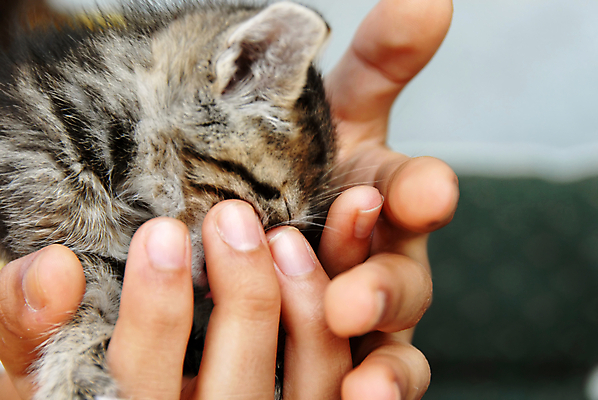 포토 JPG 해외이미지 동물 손 어린이 손가락 포옹 주택 털 관리 손바닥 사랑 안전 사람없음 반려동물 갈색 노란색 머리 검은색 고양이 손상 회색 아기 잡기 수비 보호 작음 귀 솜털 돌봄 위스키 헬프 해외202004 해외포토 감정 컬러 컨셉 포유류 안기 모션 주류 사람 건물 신체부위 도움 크기 파일형식 이미지허브