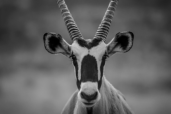 포토 JPG 해외이미지 동물 공원 야생동물 여행 포유류 아프리카 자연 초식동물 휴가 사슴 뿔 흑백 사람없음 야외 갈색 검은색 사막 흰색 보호 위험 사파리 영양 내추럴 가젤 나미비아 동물상 사바나 생태학 전국 해외202004 해외포토 공공시설 교육 나라 컬러 컨셉 촬영기법 조형물 생태계 남아프리카 파일형식 이미지허브