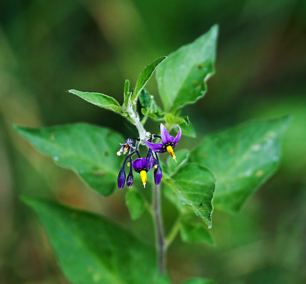 포토 JPG 해외이미지 열매 꽃 자연 잉글랜드 사람없음 빨간색 노란색 보라색 들꽃 시골 서식스 해외202004 해외포토 식물 컬러 영국 생태계 파일형식 이미지허브