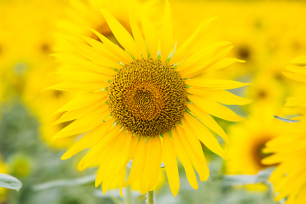 포토 JPG 해외이미지 식물 구름 꽃잎 꽃 행복 지구 백그라운드 잎 꽃무늬 밭 농업 오렌지 자연 하늘 해바라기 씨앗 풍경 사람없음 초록색 여름 파란색 농작물 컬러풀 햇빛 태양 노란색 정원 맑음 봄 활발 성장 벚꽃 시골 원형 개화 유기농 꽃가루 내추럴 해외202004 해외포토 자연요소 도형 웰빙 계절 감정 산업 컬러 컨셉 무늬 과일 날씨 가루 생태계 파일형식 이미지허브