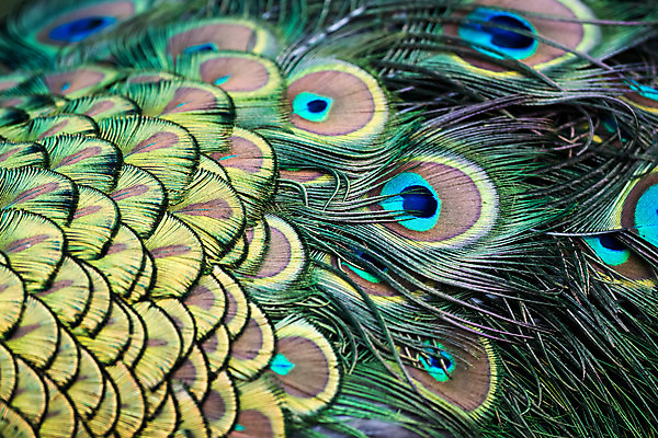 포토 JPG 해외이미지 야생동물 자연 조류 서기 사람없음 초록색 여름 머리 정원 회색 흰색 역사 공작 정상 인도인 깃털 싱글 목 내추럴 동물상 전국 해외202004 해외포토 외국인 동물 계절 컬러 모션 동양인 신체부위 조형물 생태계 파일형식 이미지허브