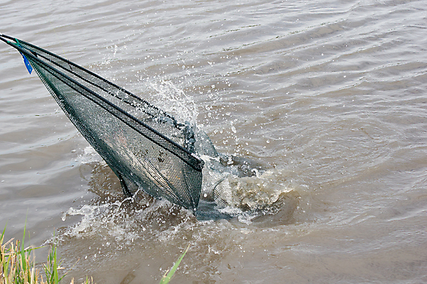 포토 JPG 해외이미지 손 남자 호수 바다 아침 낚시 저울 어류 어업 사람없음 야외 물 신선 잡기 업무 그물 운반 속도 낚시꾼 방법 많음 해외202004 해외포토 주간 자연요소 산업 컨셉 모션 레저 사람 신체부위 수중동물 작업 파일형식 이미지허브