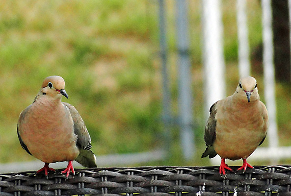 포토 JPG 해외이미지 야생동물 2 날개 자연 조류 아침 사람없음 평화 아기 깃털 비둘기 부리 내추럴 해외202004 해외포토 주간 동물 컨셉 사람 생태계 파일형식 이미지허브