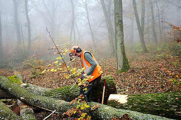 포토 JPG 해외이미지 나무 직업 남자 장갑 노동자 안전 사람 성인 사람없음 목재 힘 장비 도구 공구 업무 작업 숲 헬멧 위험 자르기 나무껍질 잡동사니 벌목 수목 전기톱 해외202004 해외포토 식물 잡화 컨셉 재료 모션 껍질 보호장비 톱 파일형식 이미지허브