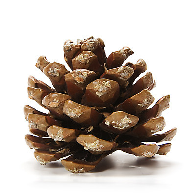 포토 JPG 해외이미지 식물 계절 자연 사람없음 장식 갈색 흰색 소나무 오브젝트 싱글 전나무 원뿔 내추럴 고립 해외202004 해외포토 도형 나무 컬러 생태계 파일형식 이미지허브