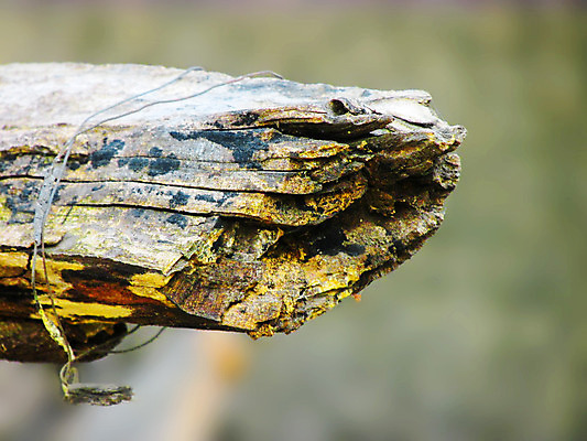 포토 JPG 해외이미지 사람없음 목재 환경 가을 부식 낭비 곰팡이 썩음 해외202004 해외포토 나무 계절 컨셉 재료 파일형식 이미지허브