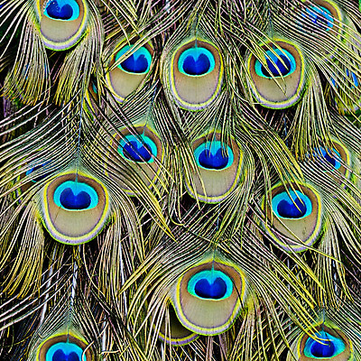 포토 JPG 해외이미지 자연 조류 사람없음 초록색 파란색 공작 깃털 해외202004 해외포토 동물 컬러 생태계 파일형식 이미지허브