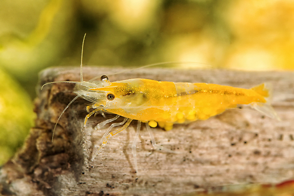 포토 JPG 해외이미지 동물 음식 백그라운드 자연 새우 생물 갑각류 사람없음 물 반려동물 컬러풀 수중 신선 달콤 탱크 수족관 민물 보유 해외202004 해외포토 자연요소 컬러 맛 생태계 파일형식 이미지허브