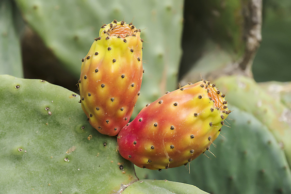 포토 JPG 해외이미지 식물 꽃 음식 백그라운드 채소 과일 재료 자연 선인장 건강 사람없음 빨간색 초록색 여름 컬러풀 노란색 사막 신선 가시 닫기 달콤 맛 위험 먹기 유기농 생물학 날것 날카로움 무화과 내추럴 바이오 숙성 이국적 채식주의자 해외202004 해외포토 웰빙 계절 교육 컬러 컨셉 모션 생태계 채식 파일형식 이미지허브