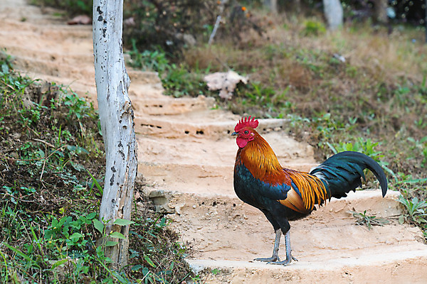 포토 JPG 해외이미지 동물 1 응시 여자 행복 얼굴 음식 백그라운드 농업 자연 조류 사람없음 야외 빨간색 농장 갈색 계란 검은색 치킨 가축 흰색 시골 깃털 유기농 부리 수탉 내추럴 고립 무료 바이오 암탉 해외202004 해외포토 웰빙 시선 감정 산업 컬러 사람 신체부위 알 닭 암컷 수컷 생태계 닭고기요리 파일형식 이미지허브
