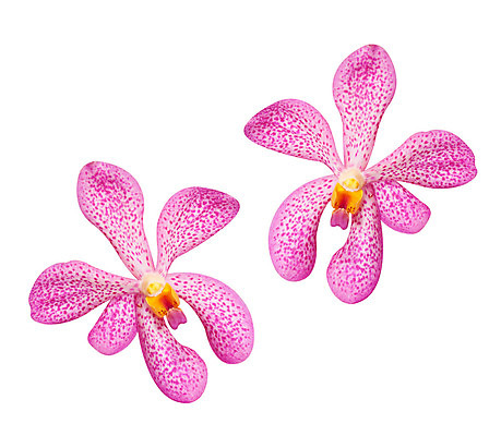 포토 JPG 해외이미지 식물 1 꽃잎 꽃 줄기 분홍색 꽃다발 백그라운드 잎 사람없음 장식 흰색 나뭇가지 난초 우아함 심플 뿌리 호접란 진홍색 강렬 고립 해외202004 해외포토 나무 컬러 컨셉 빨간색 파일형식 이미지허브