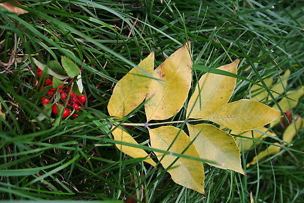포토 JPG 해외이미지 나무 식물 계절 열매 백그라운드 잎 겨울 과일 자연 산 풍경 사람없음 야외 빨간색 초록색 빛 정원 가을 흰색 나뭇가지 숲 폭발 다발 숙성 재 해외202004 해외포토 컬러 생태계 파일형식 이미지허브