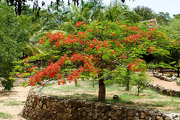 포토 JPG 해외이미지 나무 식물 꽃잎 꽃 낙엽 잎 오렌지 자연 하늘 불꽃 열대 사람없음 장식 빨간색 초록색 여름 파란색 컬러풀 노란색 정원 벚꽃 흰색 공작 열대우림 빗방울 관목 진홍색 샤워실 이국적 파라다이스 많음 해외202004 해외포토 계절 컬러 컨셉 과일 조류 불 비_날씨 숲 생태계 샤워시설 파일형식 이미지허브