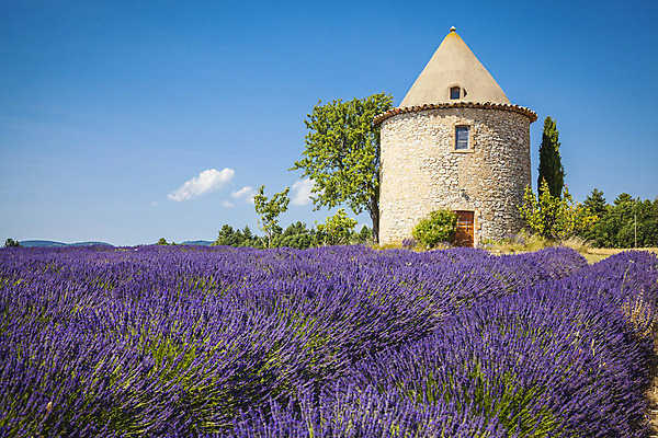 포토 JPG 해외이미지 식물 꽃 유럽 백그라운드 밭 농업 자연 하늘 풍경 사람없음 여름 컬러풀 보라색 프랑스 시골 제비꽃 향기 라벤더 내추럴 프로방스 해외202004 해외포토 계절 나라 산업 컬러 허브 생태계 냄새 파일형식 이미지허브