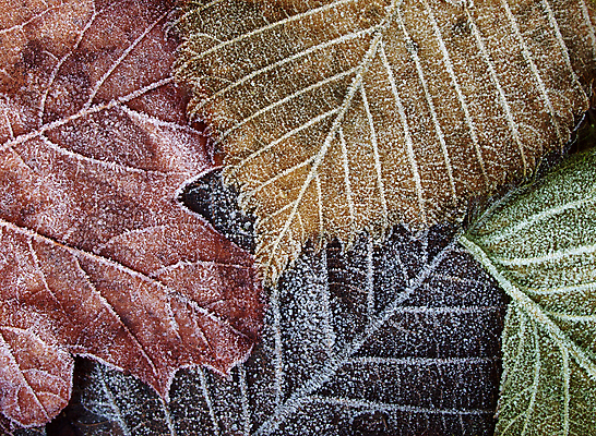 포토 JPG 해외이미지 잎 오렌지 사람없음 갈색 냉동 가을 해외202004 해외포토 식물 계절 컬러 과일 파일형식 이미지허브