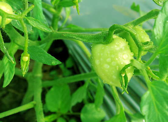 포토 JPG 해외이미지 식물 계절 꽃 음식 백그라운드 잎 농업 토마토 채소 자연 건강 사람없음 야외 초록색 여름 농장 정원 봄 성장 나뭇가지 신선 로마 유기농 원예 내추럴 밭일 온실 채식주의자 세련 해외202004 해외포토 나무 웰빙 산업 컬러 취미 이탈리아 생태계 채식 파일형식 이미지허브