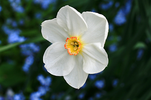 포토 JPG 해외이미지 식물 계절 공원 꽃잎 꽃 꽃무늬 전구 자연 새로움 주택 사람없음 야외 컬러풀 정원 봄 활발 성장 흰색 시골 개화 수선화 특별함 해외202004 해외포토 공공시설 컬러 컨셉 무늬 건물 생태계 파일형식 이미지허브