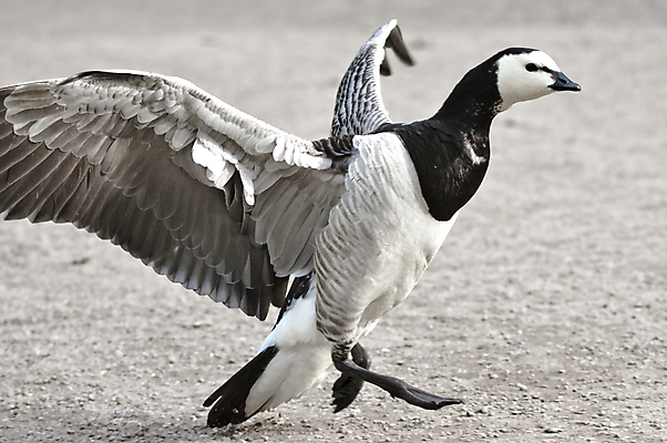 포토 JPG 해외이미지 동물 공원 행복 야생동물 포즈 백그라운드 캐나다 자연 갈매기 조류 흑백 사람없음 야외 점프 검은색 봄 펼침 회색 흰색 춤 도시 우아함 닫기 큼 먹이 먹기 배고픔 도착 깃털 꼬리 부리 백조 거위 이륙 내추럴 동물상 땅바닥 착륙 해외202004 해외포토 계절 공공시설 감정 컬러 컨셉 북아메리카 모션 문화예술 바닥 촬영기법 조형물 크기 생태계 파일형식 이미지허브
