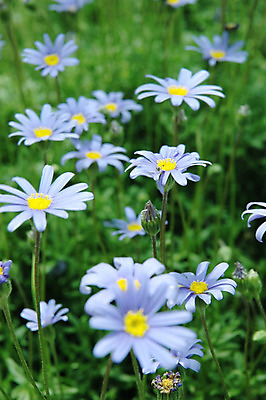 포토 JPG 해외이미지 공원 꽃 잎 밭 자연 사람없음 초록색 정원 봄 벚꽃 개화 제비꽃 꽃가루 꽃수술 해외202004 해외포토 식물 계절 공공시설 컬러 농업 가루 생태계 파일형식이미지허브 