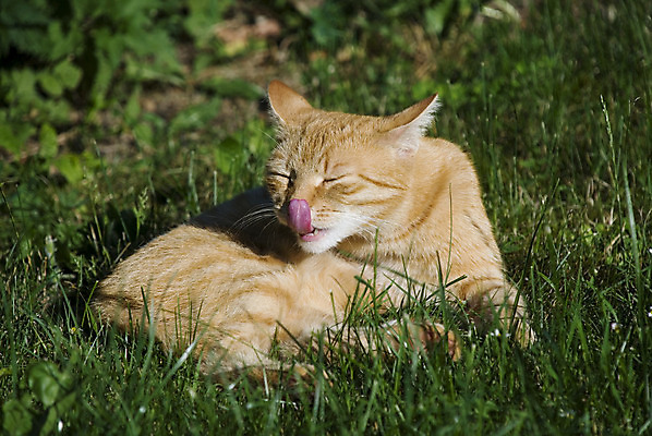 포토 JPG 해외이미지 동물 오렌지 포유류 휴식 털 사람없음 초록색 반려동물 태양 맑음 고양이 핥기 혀 코 거짓말 그루밍 해외202004 해외포토 자연요소 컬러 컨셉 과일 모션 날씨 신체부위 입 파일형식 이미지허브