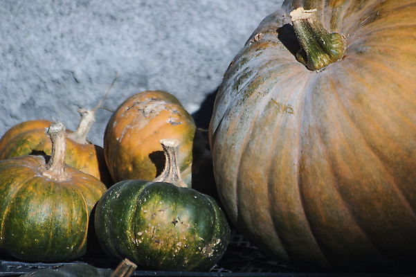 포토 JPG 해외이미지 음료 음식 단풍 꽃무늬 가족 탁자 호박 티타임 건조 건강 요리 씨앗 사람없음 컵 초록색 주방 식사 신선 사발 정상 작음 낟알 허브 유기농 각도 내추럴 캐모마일 해외202004 해외포토 식물 식기 웰빙 꽃 컬러 가구 잎 무늬 채소 관계 휴식 사기그릇 크기 파일형식 이미지허브