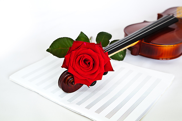 포토 JPG 해외이미지 사람없음 장미 흰색 우아함 바이올린 악보 해외202004 해외포토 꽃 음악 컬러 컨셉 현악기 파일형식 이미지허브