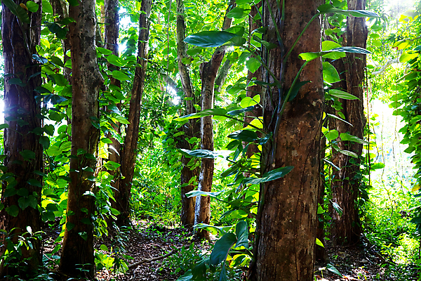 포토 JPG 해외이미지 나무 식물 여행 잎 자연 산 풍경 사람없음 야외 초록색 강 마을 환경 습기 젖음 안개 숲 하와이 소셜네트워크 필터 해외202004 해외포토 컬러 날씨 미국 생태계 파일형식 이미지허브