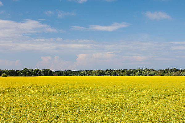 포토 JPG 해외이미지 나무 식물 구름 계절 꽃 유럽 밭 농업 자연 하늘 주택 씨앗 풍경 사람없음 야외 빨간색 초록색 여름 파란색 농작물 태양 농장 농경지 노란색 환경 맑음 봄 성장 시골 황금 땅 장면 외양간 스칸디나비아 수평선 해외202004 해외포토 자연요소 나라 산업 컬러 날씨 건물 생태계 파일형식 이미지허브